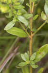 Hairy pinweed